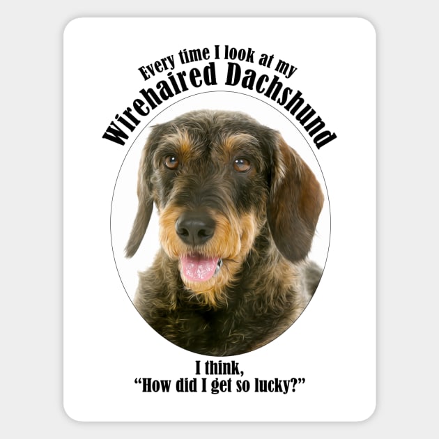 Lucky Wirehaired Dachshund Sticker by You Had Me At Woof